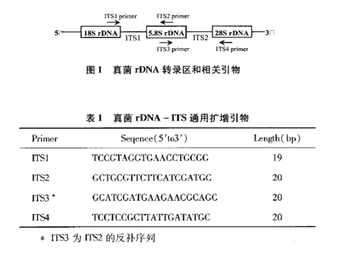 【原创】基于rDNA-ITS序列的生物分类