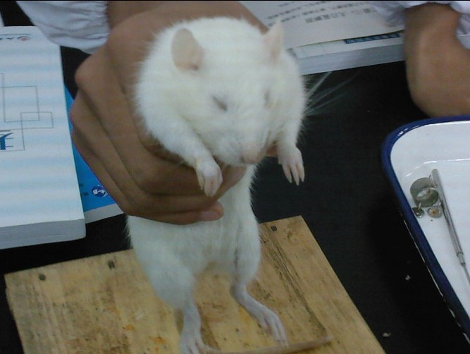 大白鼠消化系统组成和大体解剖结构