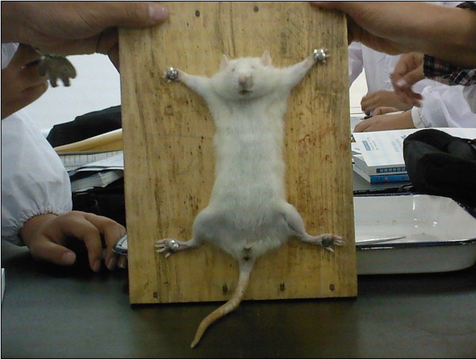 大白鼠消化系统组成和大体解剖结构 