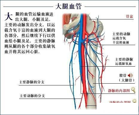 探究神秘人体全套人体解剖图