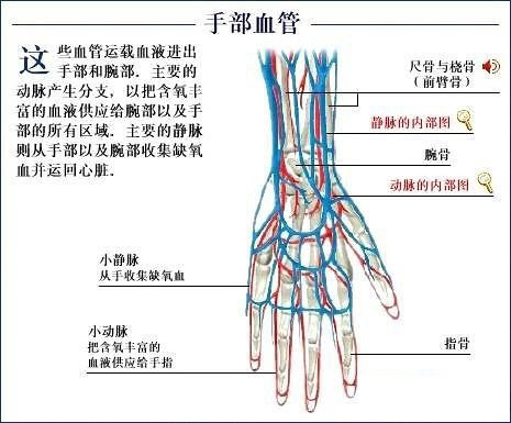 探究神秘人體全套人體解剖圖